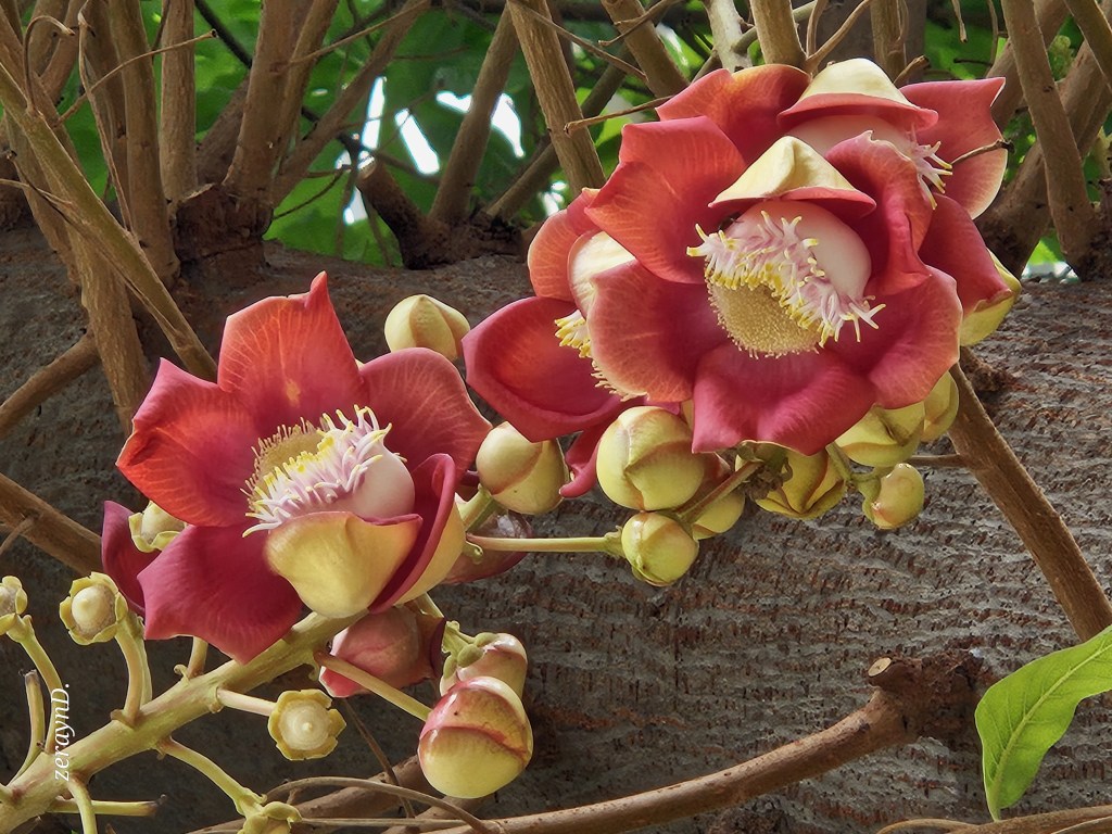 Good morning, contentment!