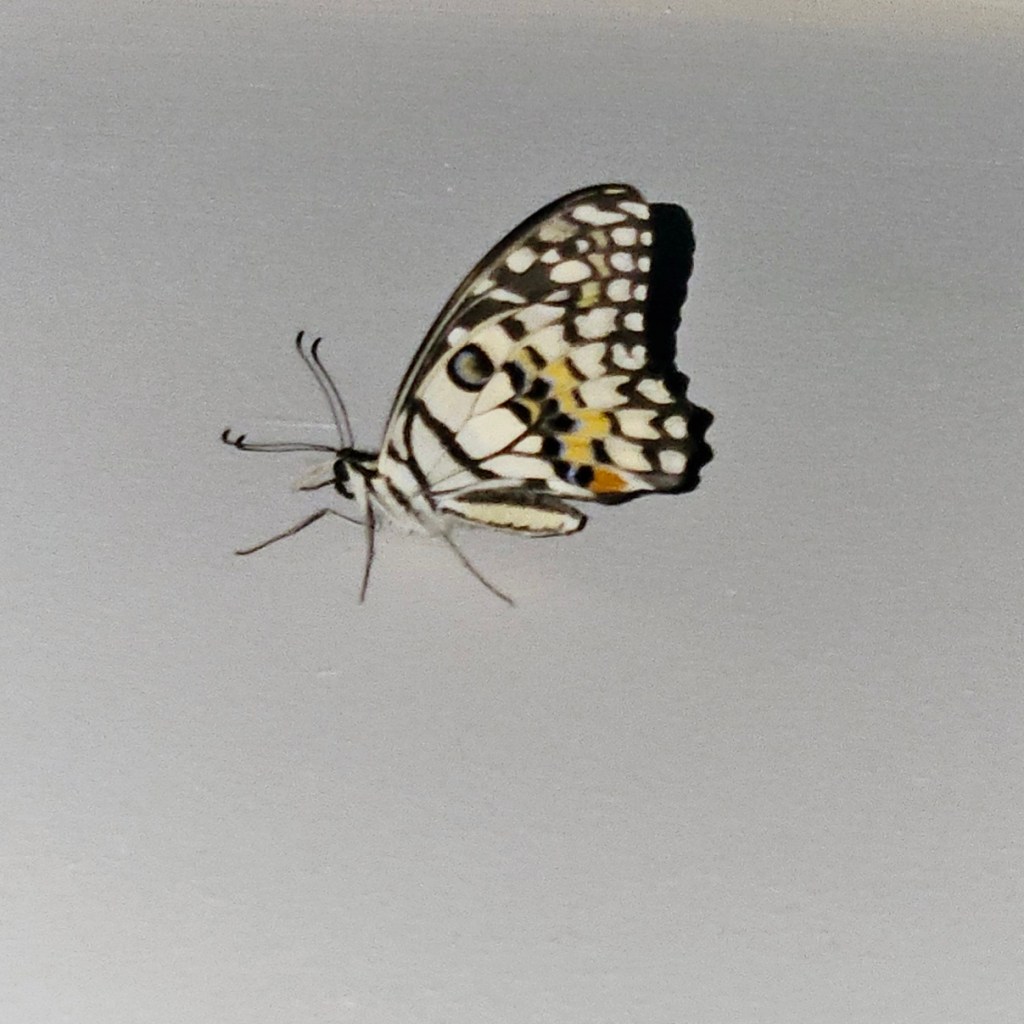 Balancing and Striving for&nbsp;Optimization